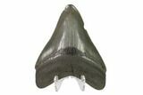 3.42" Fossil Megalodon Tooth - Serrated Blade - #130815-2